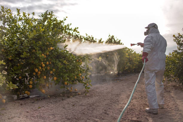 Wasp Removal Services in Fresno, CA